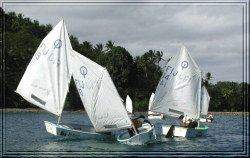 Optimist Class racing fleet,
click to see larger image.